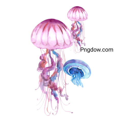 Jellyfish Watercolor Illustration transparent Background