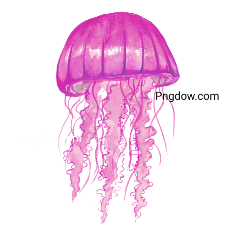 Jellyfish Watercolor Painting, transparent Background