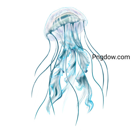 Jellyfish Png transparent Background for free (5)