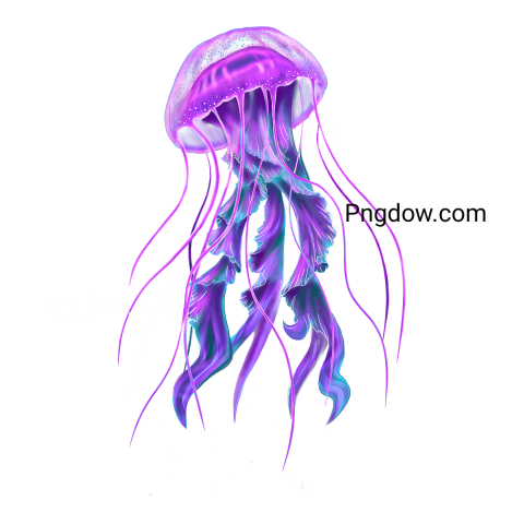 Jellyfish Png transparent Background for free (15)