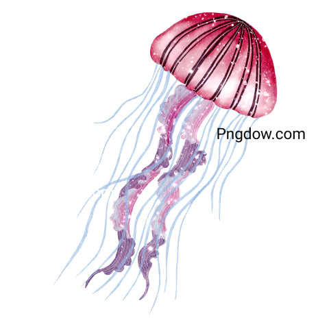 Jellyfish Png transparent Background for free (11)