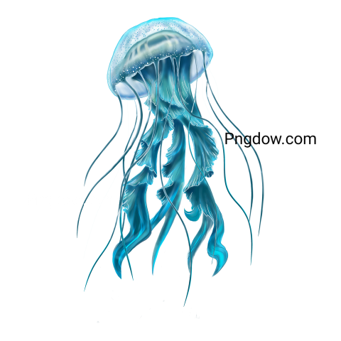 Jellyfish Png transparent Background for free (17)
