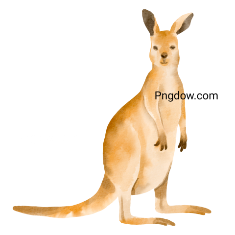 Kangaroo Png transparent Background image for Free (15)