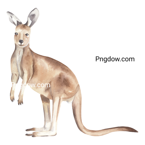 Kangaroo Png transparent Background image for Free (14)