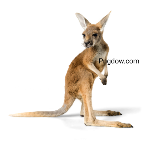 Kangaroo Png transparent Background image for Free (1)