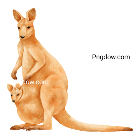 Kangaroo Png transparent Background image for Free (25)