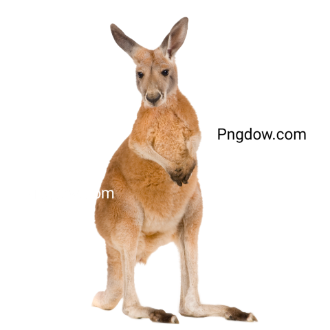 A Young Red Kangaroo transparent Background for free