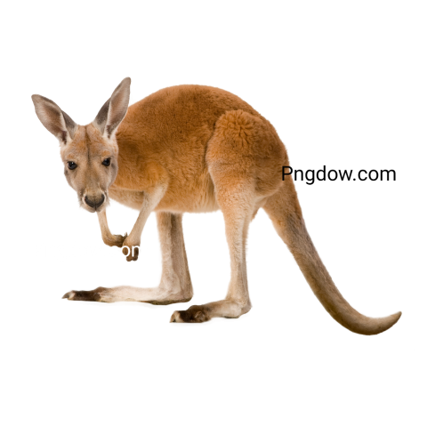 Kangaroo Png transparent Background image for Free (8)