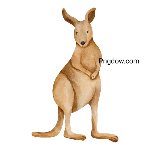 Kangaroo Png transparent Background image for Free (11)