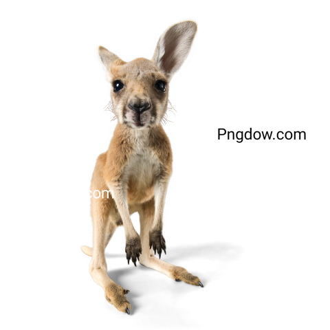 Kangaroo Png transparent Background image for Free (7)