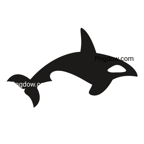 Killer whale, transparent Background image for free, (38)