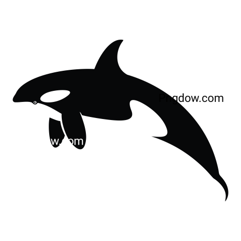 Killer whale, transparent Background image for free, (36)