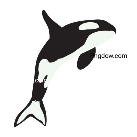 Killer whale, transparent Background image for free, (39)