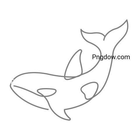 Killer whale, transparent Background image for free, (45)