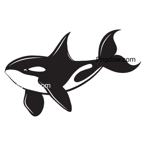 Killer whale, transparent Background image for free, (48)