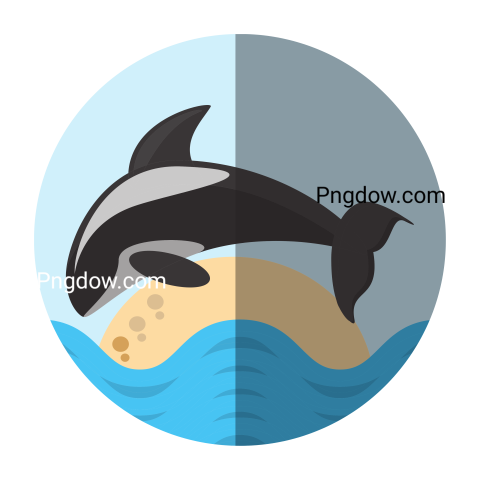 Killer whale, transparent Background for free