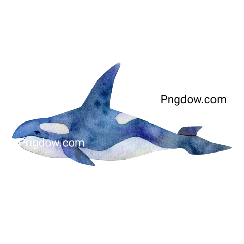 Killer whale, Png image image for free