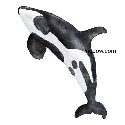 Killer whale, transparent Background image for free, (46)