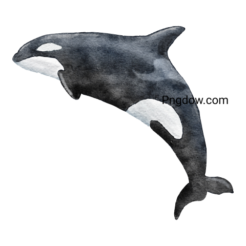 Killer whale, transparent Background image for free