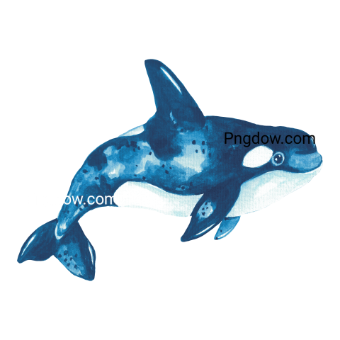 Killer whale, transparent Background image for free, (37)