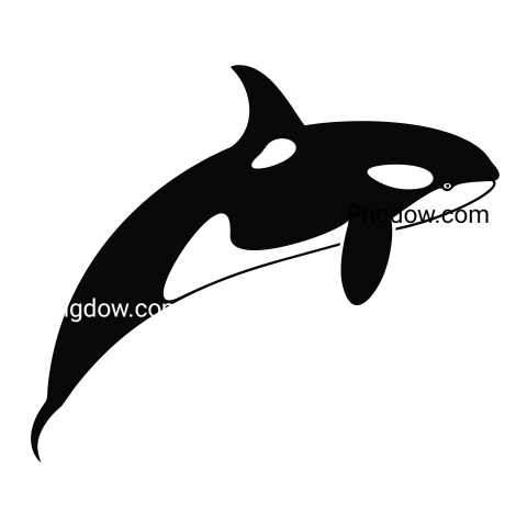 Killer whale, transparent Background image for free, (22)