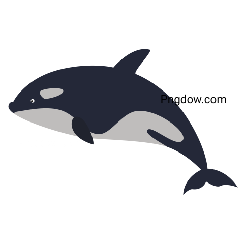 Killer whale, transparent Background image for free, (16)