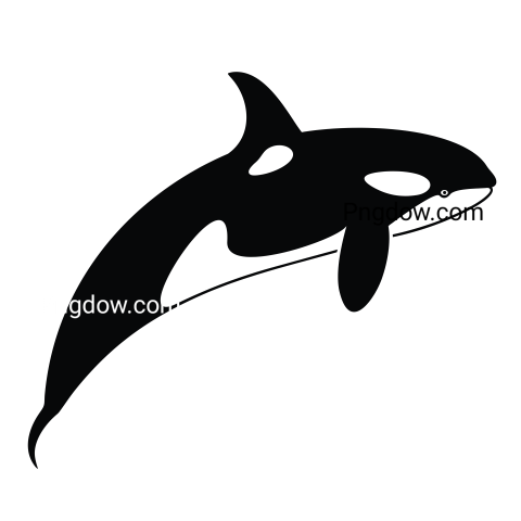 Killer whale, transparent Background image for free, (27)