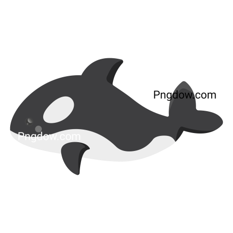 Killer whale, transparent Background image for free, (24)