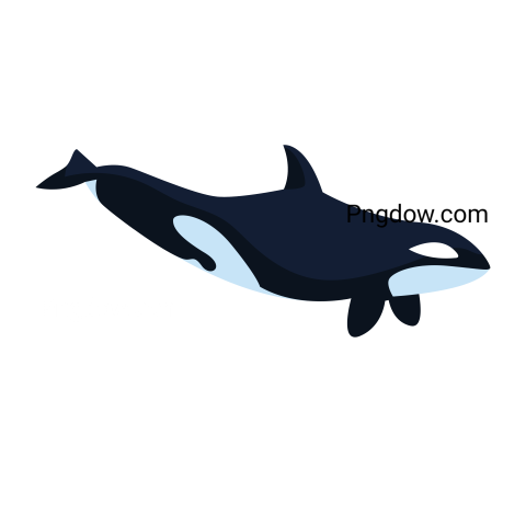 Killer whale, transparent Background image for free, (29)