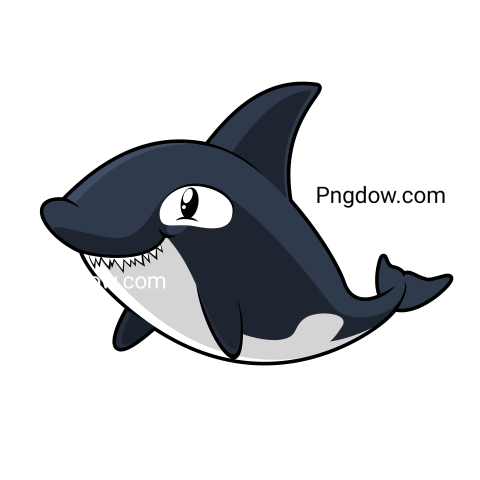 Killer whale, transparent Background image for free, (20)