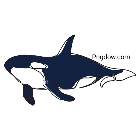 Killer whale, transparent Background image for free, (28)