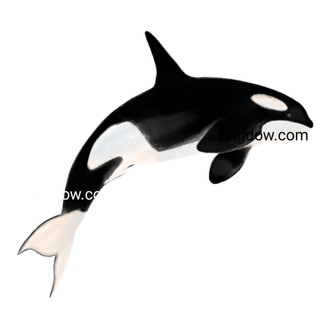 Killer whale, transparent Background image for free, (51)