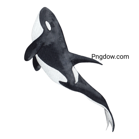 Killer whale, transparent Background image for free, (52)