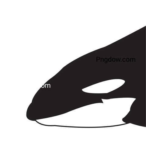 Killer whale, transparent Background image for free, (34)
