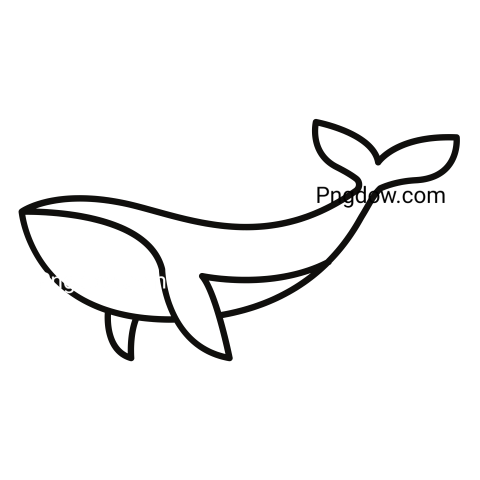 Killer whale, transparent Background image for free, (33)