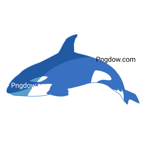 Killer whale, transparent Background image for free, (12)