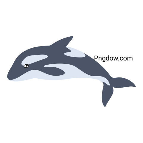 Killer whale, transparent Background image for free, (13)