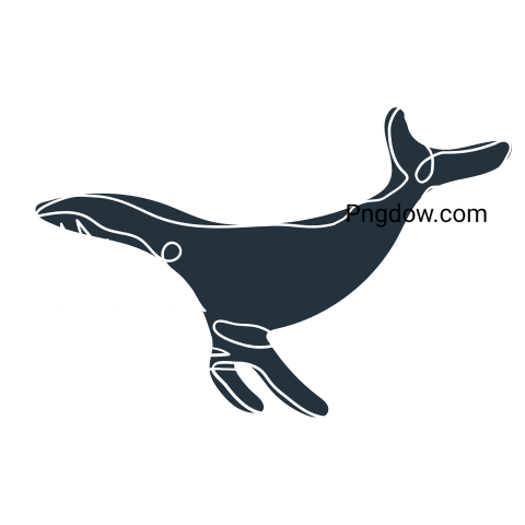 Killer whale, transparent Background image for free, (3)