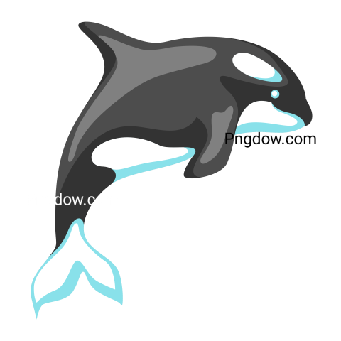 Killer whale, transparent Background image for free, (9)
