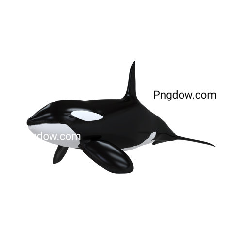 Killer whale, transparent Background image for free, (7)