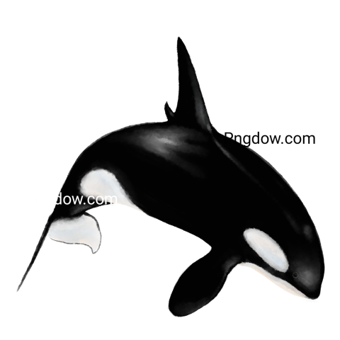 Killer whale, transparent Background image for free, (2)