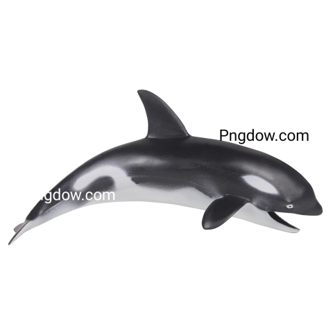 Killer whale, transparent Background image for free, (1)