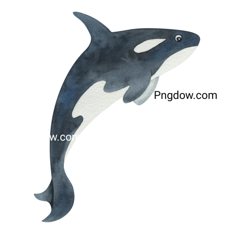 Killer whale, transparent Background image for free, (10)