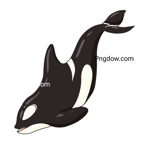Killer Whale Cartoon Illustration Png image