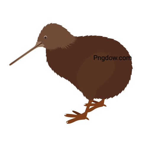 Kiwi bird Png transparent Background image free, (18)