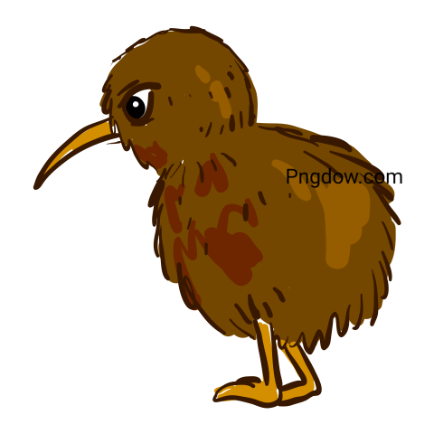 Kiwi bird Png transparent Background image free, (14)