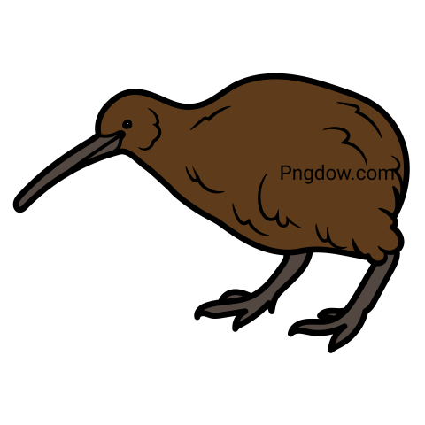 Kiwi bird Png transparent Background image free, (22)
