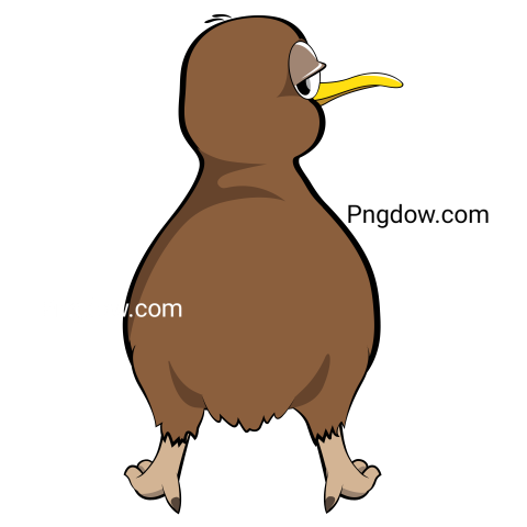 Kiwi bird Png transparent Background image free, (32)