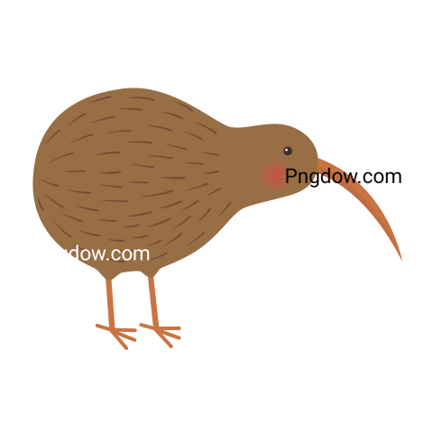 Kiwi bird Png transparent Background image free, (40)