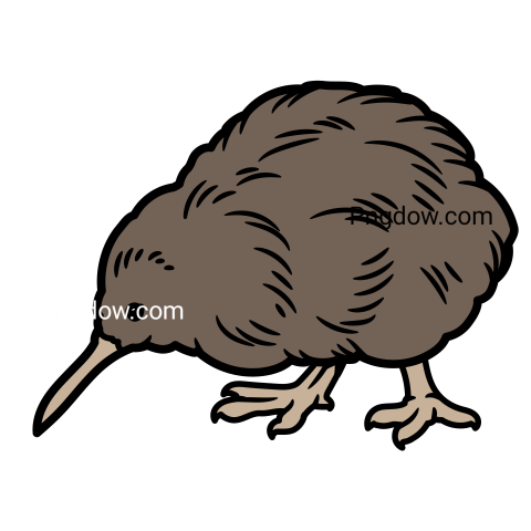 Kiwi bird Png transparent Background image free, (34)